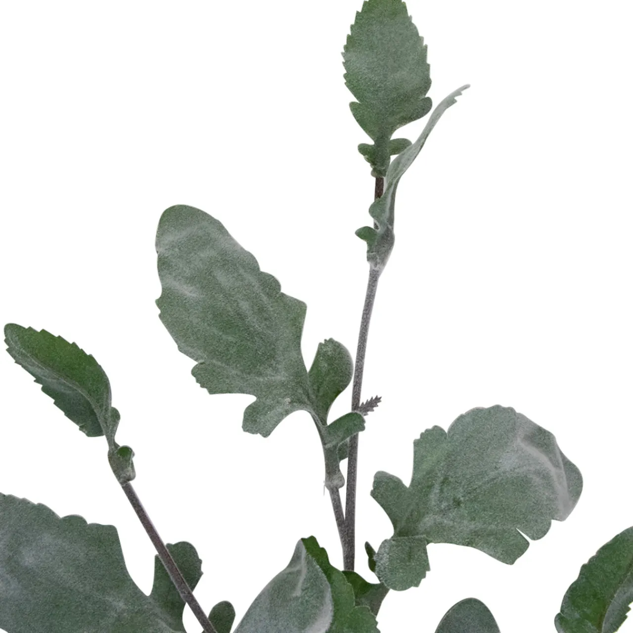 32" Green Frosted Oak Leaf Artificial Christmas Spray Sprays, Picks & Branches