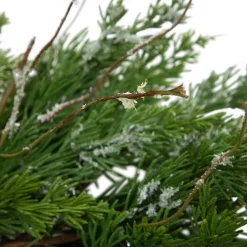 Clearance Real Touch™? Iced Cedar Artificial Christmas Wreath - 24