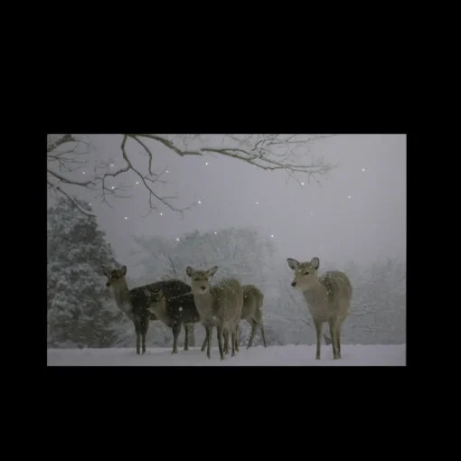 Best Small Fiber Optic Lighted Winter Woods with Deer Canvas Wall Art 12" x 11.75" Door